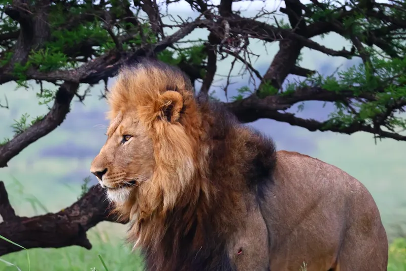 A lion standing in a field next to a tree